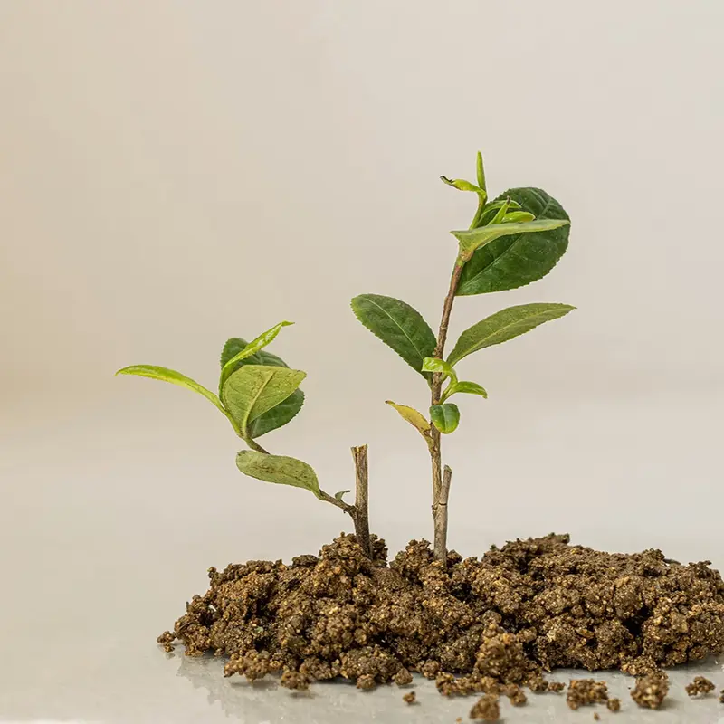 CalmingSerum_0000_LayerComp1-scaled-1 (1)